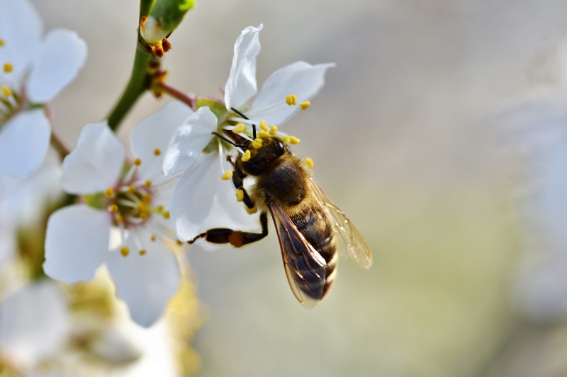 jardinerie-BIOT-min_bee-4092986